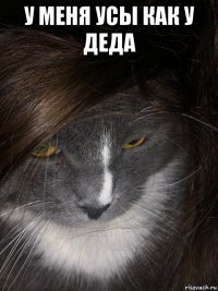 у меня усы как у деда 