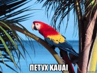  петух kauai