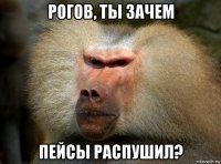 рогов, ты зачем пейсы распушил?