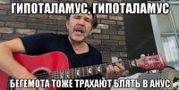 гипоталамус, гипоталамус бегемота тоже трахают блять в анус