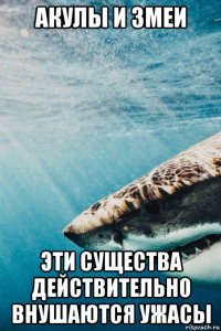 акулы и змеи эти существа действительно внушаются ужасы