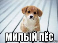  милый пёс