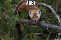 авы 