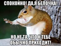 спокойно! да,я белочка! но не та, что к тебе обычно приходит!