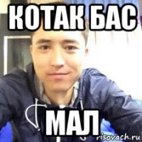 котак бас мал