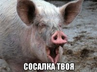  сосалка твоя