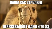 паша как верблюд пережевывает одно и то же