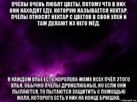 пчёлы очень любят цветы, потому что в них они находят еду, которую называется нектар. пчёлы относят нектар с цветов в свой улей и там делают из него мёд. в каждом улье есть королева-мама всех пчёл этого улья. обычно пчёлы дружелюбные, но если они пылаются, то пытаются защитить с помощью жала, которого есть у них на конце брюшка.