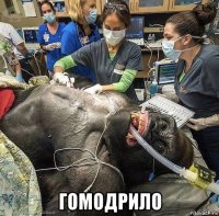  гомодрило