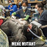  мене мутант