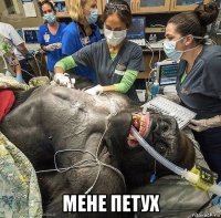  мене петух