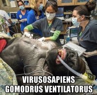  virusosapiens gomodrus ventilatorus
