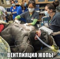  вентлияция жопы