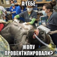 а тебе жопу провентилировали?