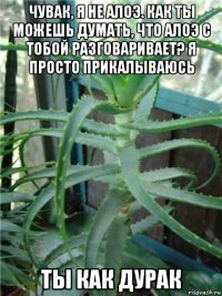чувак, я не алоэ. как ты можешь думать, что алоэ с тобой разговаривает? я просто прикалываюсь ты как дурак
