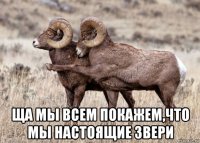  ща мы всем покажем,что мы настоящие звери