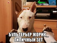  бультерьер жорик_ типичный зет