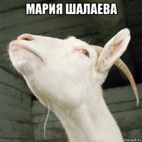 мария шалаева 
