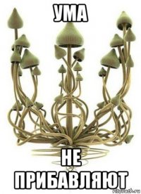 ума не прибавляют