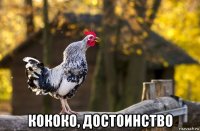  кококо, достоинство