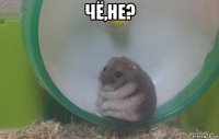 чё,не? 