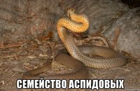  семейство аспидовых