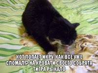  кот лопает икру, как все уже сломал!? на кровати своего собрата тигра рыкало