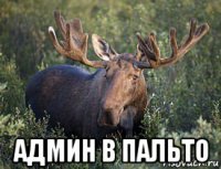  админ в пальто