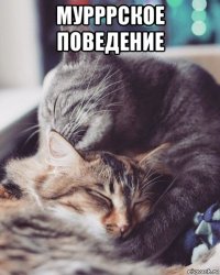 мурррское поведение 