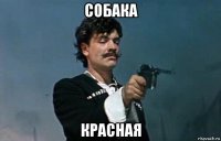 собака красная