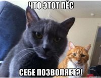 что этот пёс себе позволяет?!