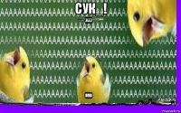 сук_! 