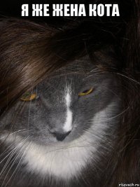 я же жена кота 