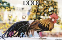 кококо 