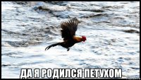  да я родился петухом