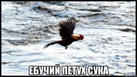  ебучий петух сука