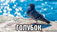  голубок
