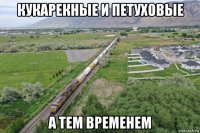 кукарекные и петуховые а тем временем