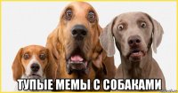  тупые мемы с собаками