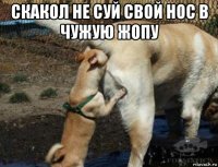 скакол не суй свой нос в чужую жопу 