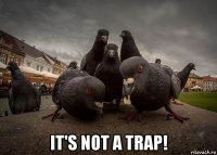  it's not a trap!