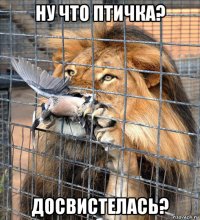 ну что птичка? досвистелась?