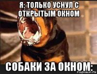я: только уснул с открытым окном собаки за окном:
