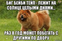 биг бейби тейп - лежит на солнце целыми днями... раз в год может побегать с другими по двору