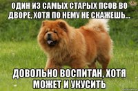 один из самых старых псов во дворе, хотя по нему не скажешь... довольно воспитан, хотя может и укусить