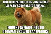 пёс со странностями - шикарная шерсть у дворового пацана... многие думают, что он отобрал у кошек валерьянку