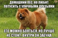 домашний пёс, но любит потусить с уличными друзьями его можно бояться, но лучше не стоит, внутри он заечка
