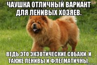 чаушка отличный вариант для ленивых хозяев. ведь это экзотические собаки, и также ленивы и флегматичны.