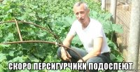  скоро персигурчики подоспеют