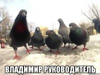  владимир руководитель